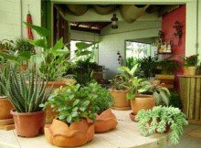Plantas Para Dentro de Casa